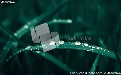 Image of Water Drops On Dark Green Grass Close-up