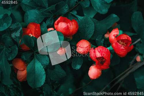 Image of Spring Blossom Of Red Garden Flowers Close-up