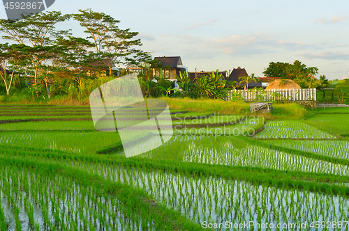 Image of Bali rice fields at sunset