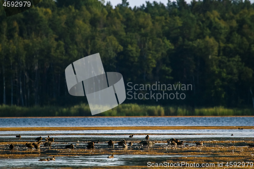 Image of Large colony with ducks swims in the lake.