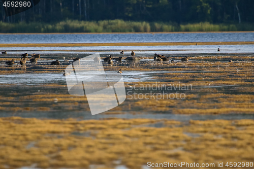 Image of Large colony with ducks swims in the lake.