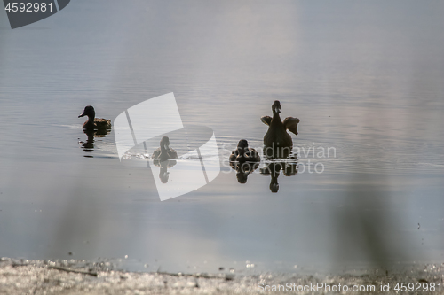 Image of Ducks family swims in the lake.