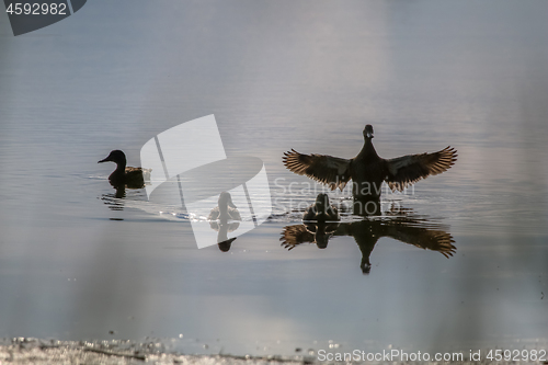 Image of Ducks family swims in the lake.