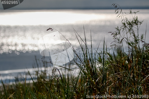 Image of Baltic seas coast overgrown with the grass.