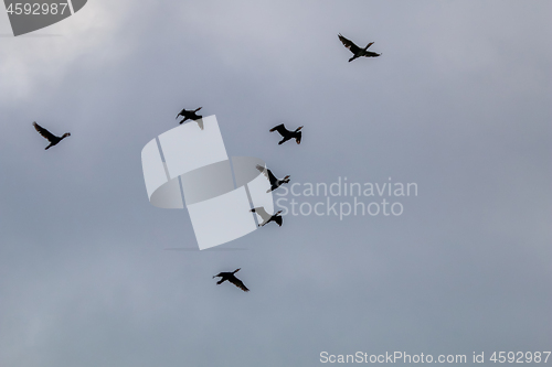 Image of Flock of ducks flying in the blue sky.