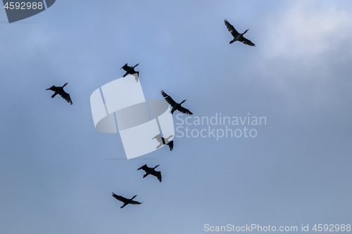 Image of Flock of ducks flying in the blue sky.