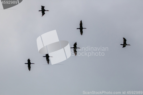 Image of Flock of ducks flying in the blue sky.