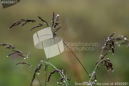 Image of Bent with rain drops on green background.