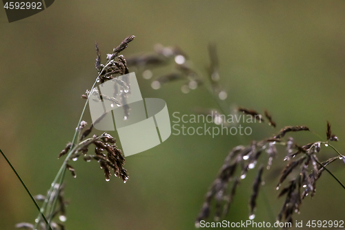 Image of Bent with rain drops on green background.