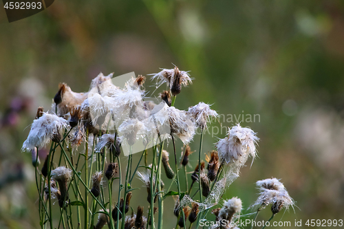 Image of Deflorate weeds on wild meadow.