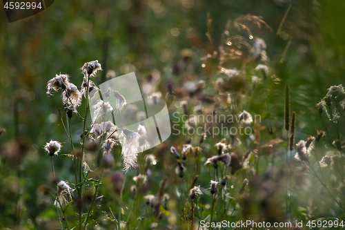 Image of Deflorate weeds on wild meadow.