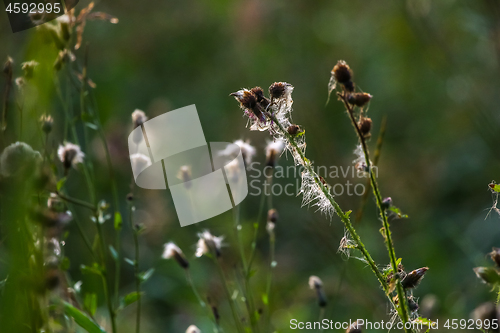 Image of Deflorate weeds on wild meadow.