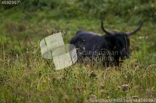 Image of Bull grazing in the meadow on foggy summer morning.