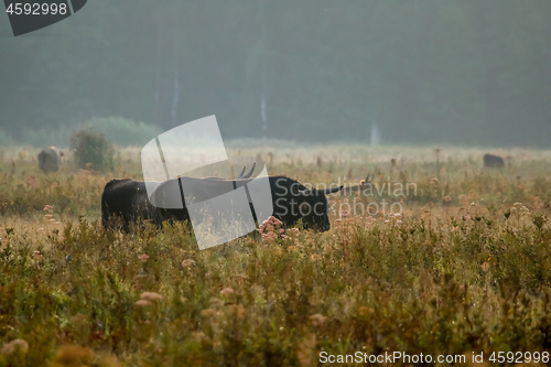 Image of Bull grazing in the meadow on foggy summer morning.