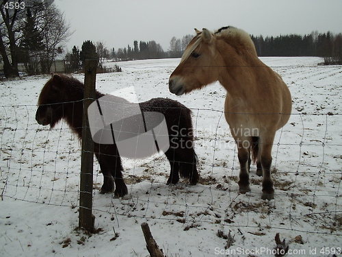Image of Horses