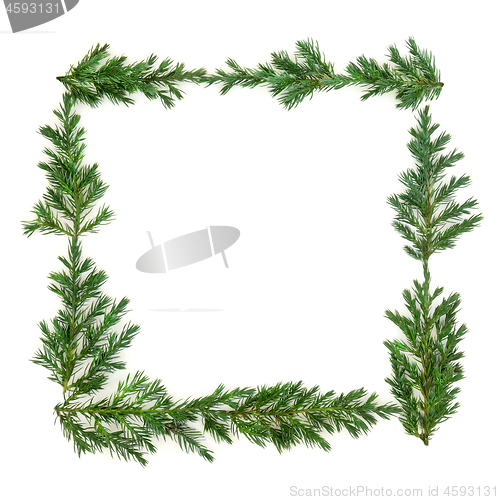 Image of Juniper Fir Background Border