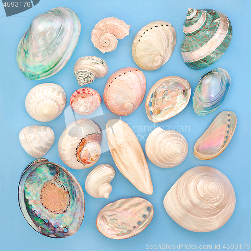 Image of Mother of Pearl Seashells 