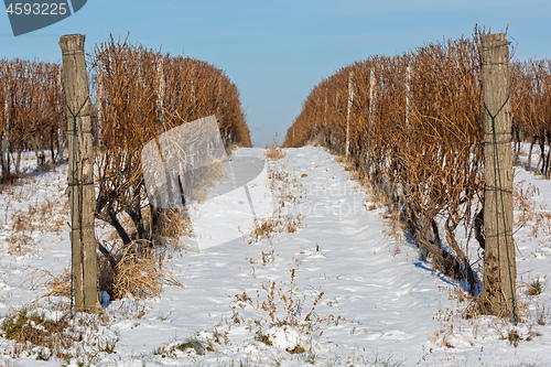 Image of Vineyard Snow Winter