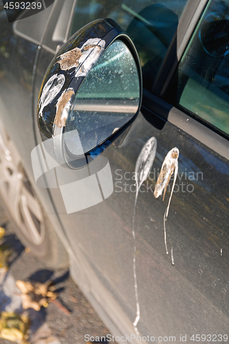 Image of Bird Droppings Mirror