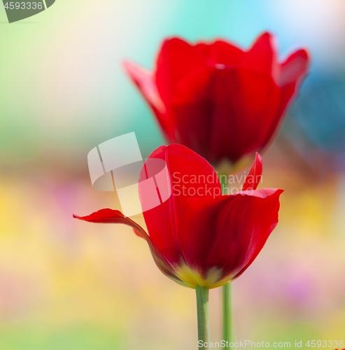 Image of Two bright red flowers. Peonies