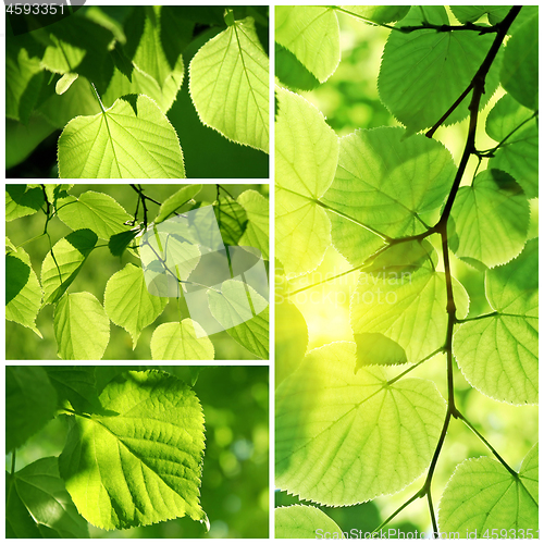 Image of Green collage of fresh leaves of linden tree 