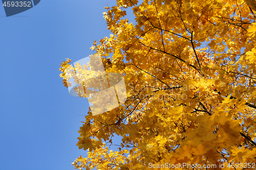 Image of Beautiful branches of bright yellow autumn maple