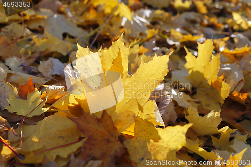 Image of Foliage of fall maple burning in the rays of the evening sun