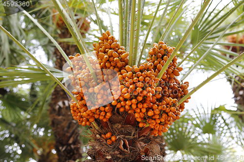 Image of Palm tree with bright orange fruits