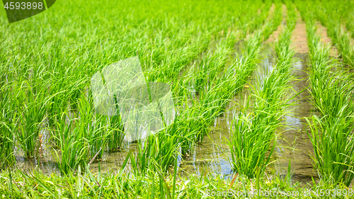Image of Lush green rice field or paddy in Bali