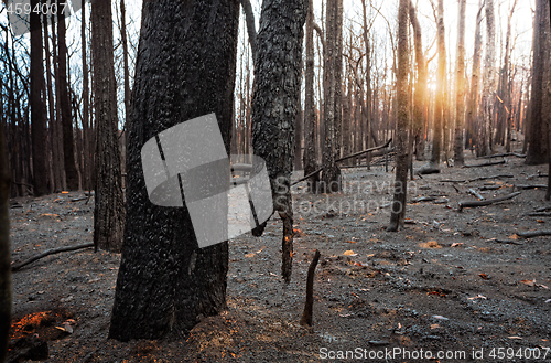 Image of Suspended burnt tree in a burnt out area in Blue Mountains