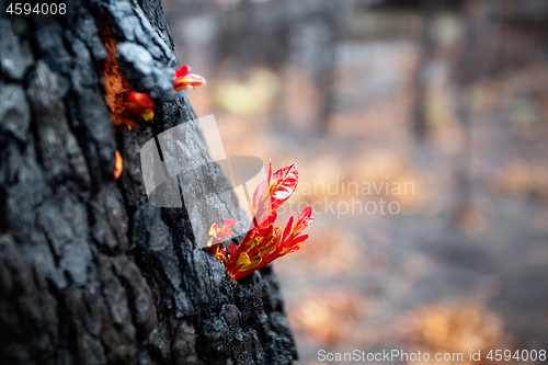 Image of Small leaves burst forth from a tree trunk after bush fire