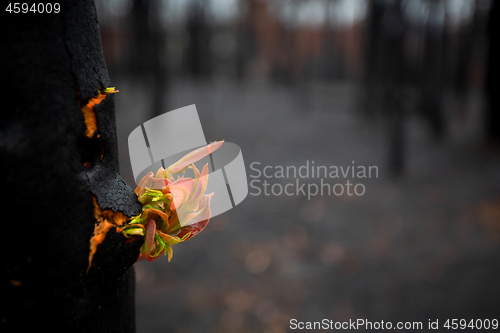 Image of Trees literally break open bursting forth new growth