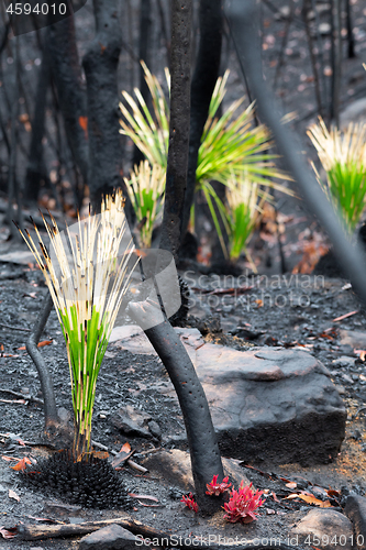 Image of Fireproof plants and trees regenerating after bush fire