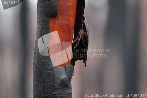 Image of Hairy spider under shedding burnt bark after bush fire