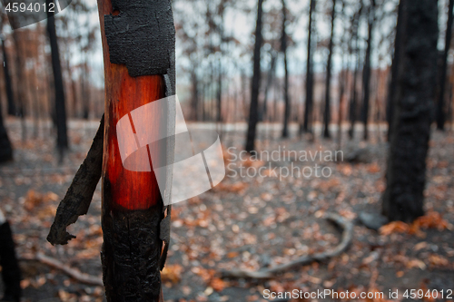 Image of Beautiful wood underneath the charred bark of recent bush fire