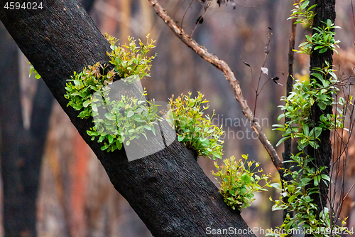 Image of Trees recover after bush fires in Australia