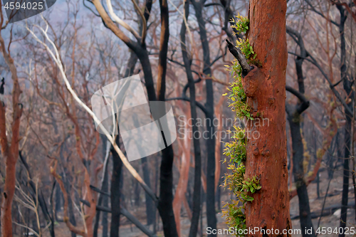 Image of Trees sprouting new leaves after bush fires Australia