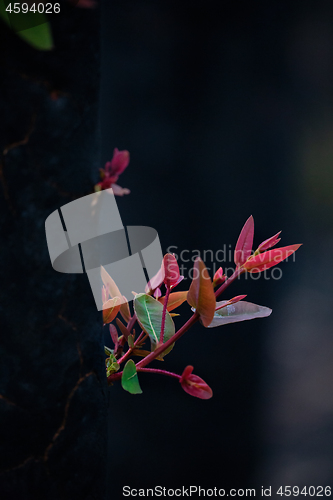 Image of A burnt tree sprouts new growth from its tree trunk