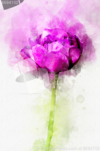 Image of Flower magenta peony. Stylization in watercolor drawing.