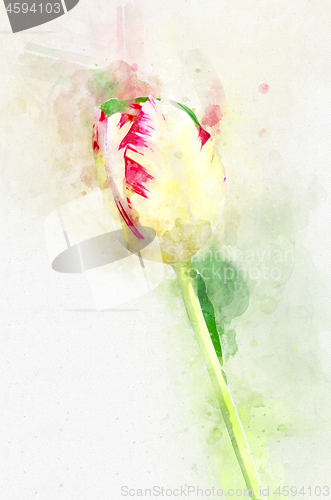 Image of Flower Yellow tulips. Stylization in watercolor drawing.