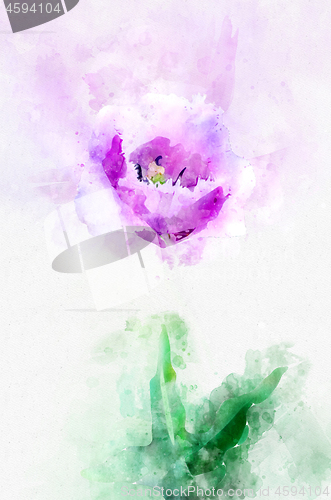 Image of Flower lavender tulip. Stylization in watercolor drawing.