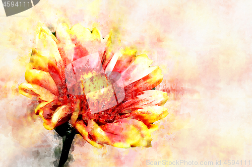 Image of Red Helenium flower close-up on green grass background. Stylization in watercolor drawing.