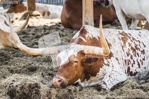 Image of Longhorn bull relaxing in a barnyard in the hot summer