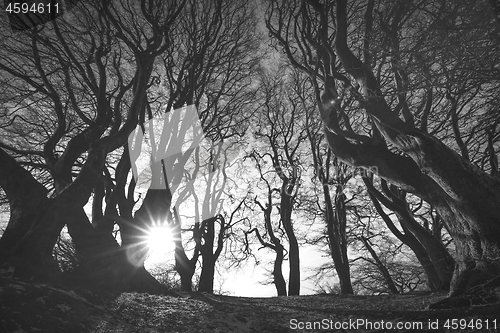 Image of Spooky forest in black and white