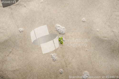 Image of Small seaweed plant in the water