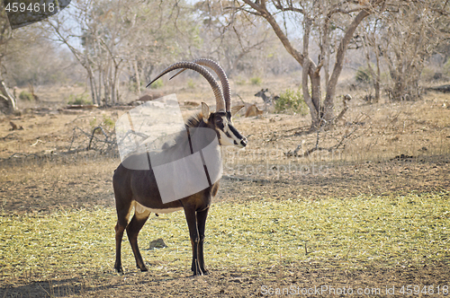 Image of Young sable bull with large antlers on the savnnah