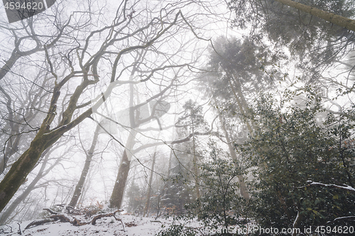 Image of Misty forest in the winter with tall trees