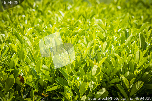 Image of Cherry Laurel (Prunus laurocerasus) plant in green