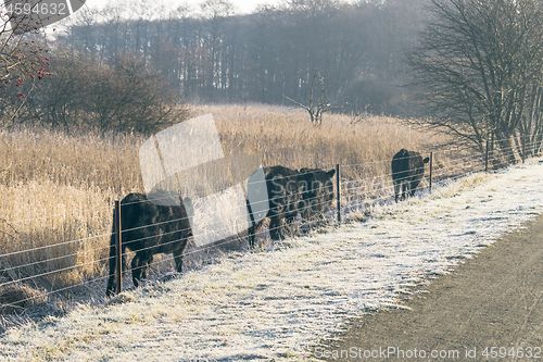 Image of Cattle walking along a fence