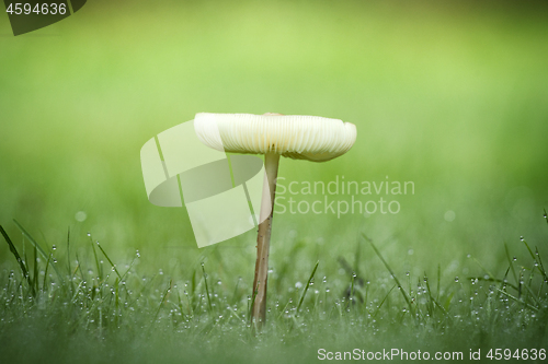 Image of Lonely mushroom in the dew